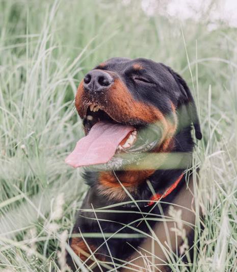 exercise tracker for dogs