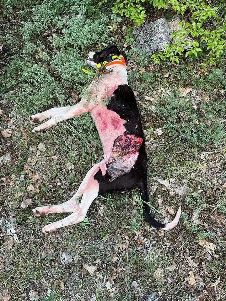 Injured Dog 2 Injured Dog 2