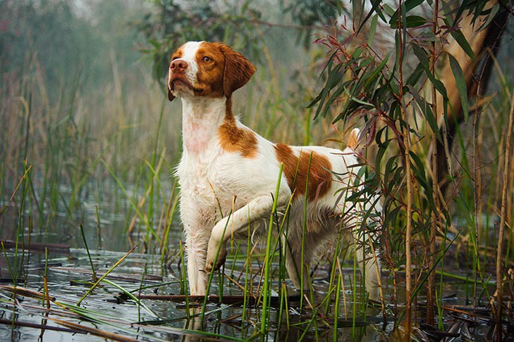 The Brittany Spaniel The Brittany Spaniel