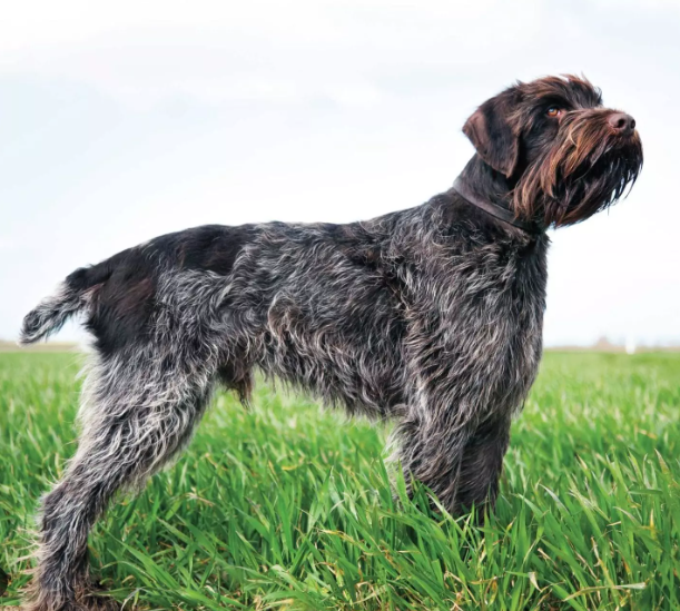 Wirehaired Pointing Griffon Wirehaired Pointing Griffon